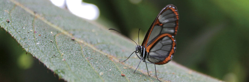 Café con el Director